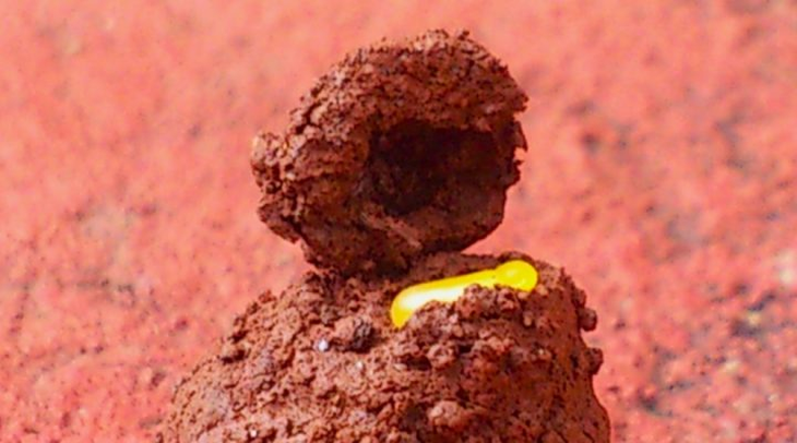 Los estudios sobre estos insectos podrían aumentar el conocimiento de sus funciones ecológicas y su papel en el sector productivo ganadero. FOTO: Gentileza investigadores Los estudios sobre estos insectos podrían aumentar el conocimiento de sus funciones ecológicas y su papel en el sector productivo ganadero. FOTO: Gentileza investigadores