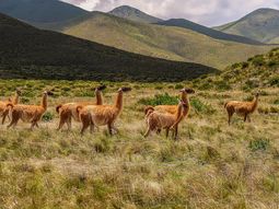 El guanaco habita la Patagonia hace más de 10.000 años, pero su abundancia real sigue sin medirse con rigor. El guanaco habita la Patagonia hace más de 10.000 años, pero su abundancia real sigue sin medirse con rigor.