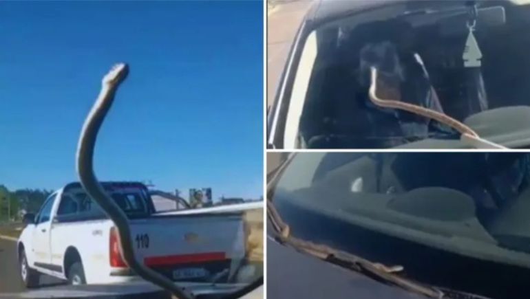 La culebra se habría refugiado cerca del calor del motor del auto
