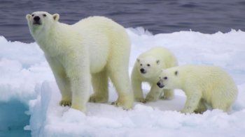 afirman que los osos polares estan en peligro de extincion