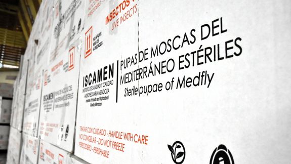 Una plaga invisible que puede frenar las exportaciones de la Patagonia