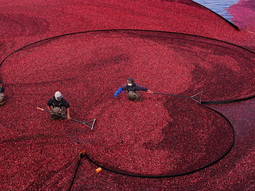 arandanos rojos: el superalimento que transforma la agricultura en chile arandanos rojos: el superalimento que transforma la agricultura en chile