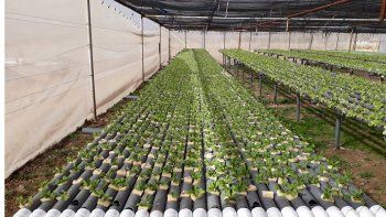 buscan apoyo para la produccion de verduras en agua