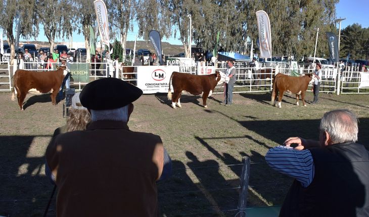 Remate récord en Choele Choel: 111 reproductores vendidos por $700 millones. Vaquillona de Cabaña Los Murmullos alcanzó los $9 millones. Remate récord en Choele Choel: 111 reproductores vendidos por $700 millones. Vaquillona de Cabaña Los Murmullos alcanzó los $9 millones.