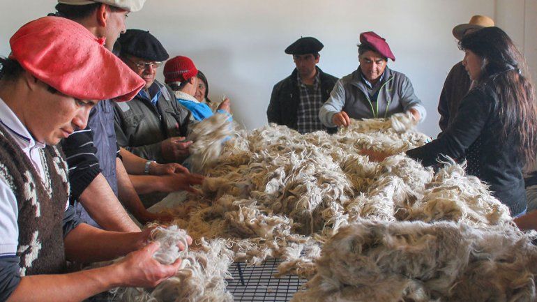 Turquía abrió su mercado a la lana mohair neuquina