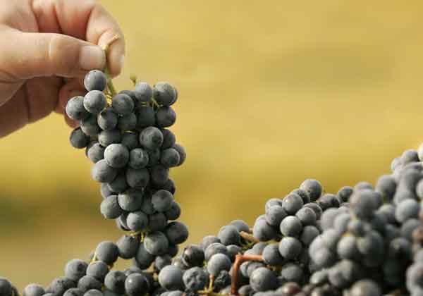 Diez Pinot Noir que definen la variedad en Argentina