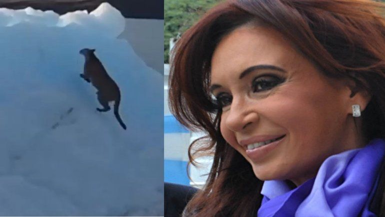 Un puma quedó atrapado en el glaciar y Cristina lo mostró en un video