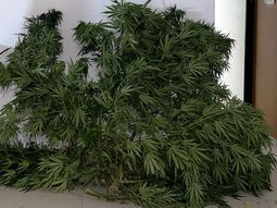 La planta fue secuestrada en una casa de Roca. La policía recibió el dato que el vegetal crecía en el patio. La planta fue secuestrada en una casa de Roca. La policía recibió el dato que el vegetal crecía en el patio.