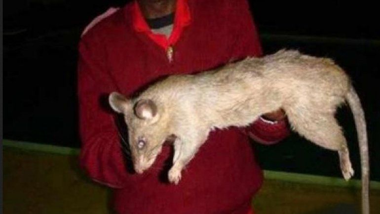Ratas se comen a una beba