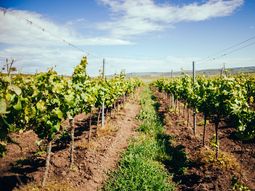 Río Negro se despega de la caída de consumo de vino del país. Río Negro se despega de la caída de consumo de vino del país.