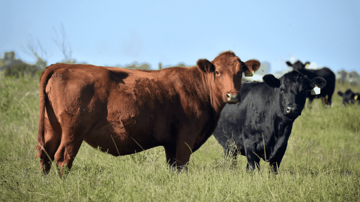 Histórico desplome en la faena vacuna en Patagonia: cae 24% en 2025