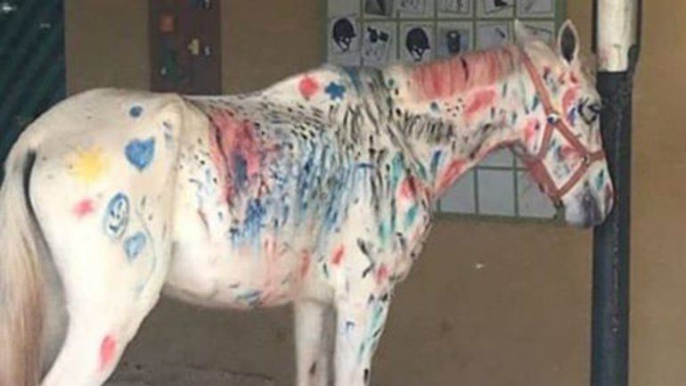 Indignación en Brasil: pintaron un caballo blanco es una actividad escolar