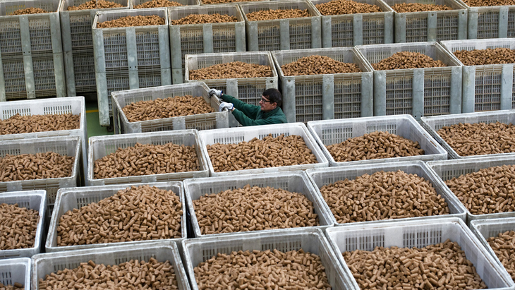 Corticeira Amorim es líder absoluta y plantea cambios revolucionarios. Corticeira Amorim es líder absoluta y plantea cambios revolucionarios.