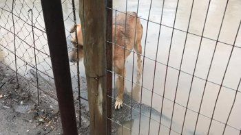 Las mascotas alojadas en el refugio de la Isla deberían tener siempre asegurada su provisión de agua. Las mascotas alojadas en el refugio de la Isla deberían tener siempre asegurada su provisión de agua.
