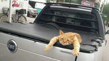 la historia de polo, el gato sensible y travieso al que ama todo oro la historia de polo, el gato sensible y travieso al que ama todo oro