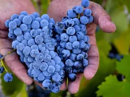 las lecciones del monastrell para el futuro sin agua las lecciones del monastrell para el futuro sin agua