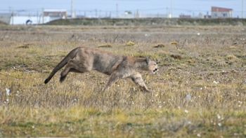 Apareció un puma en el autódromo de Río Gallegos y no lo pueden atrapar: sigue suelto. Apareció un puma en el autódromo de Río Gallegos y no lo pueden atrapar: sigue suelto.