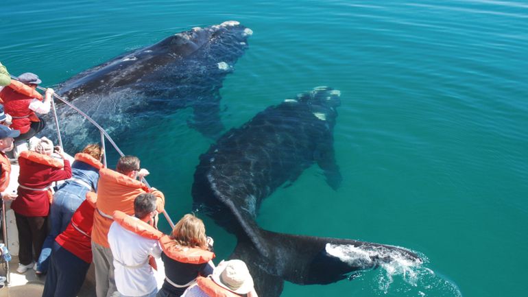 Cayó fuertemente la cantidad de turistas que llegan a Chubut para hacer avistaje de ballenas en Puerto Pirámides.