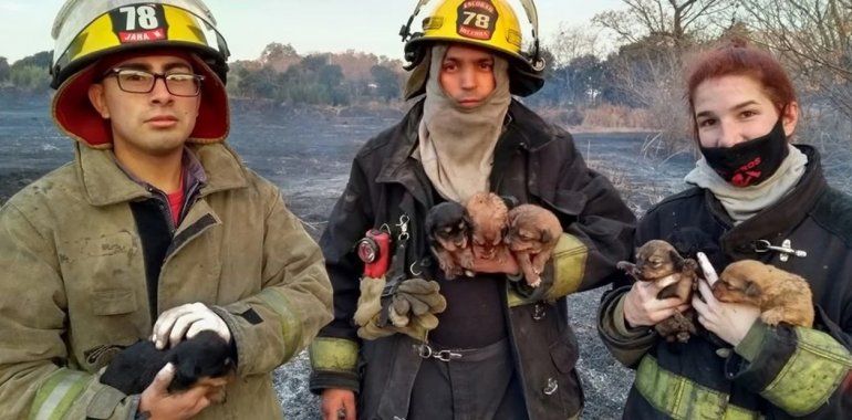 Bomberos de Matheu rescatan cachorros de un incendio.