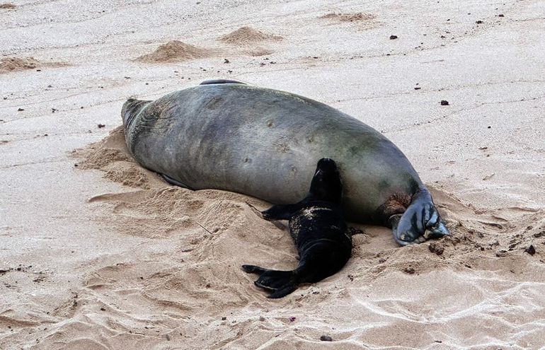 Las focas monje hawaianas son una especie declarada en peligro de extinción. Las focas monje hawaianas son una especie declarada en peligro de extinción.