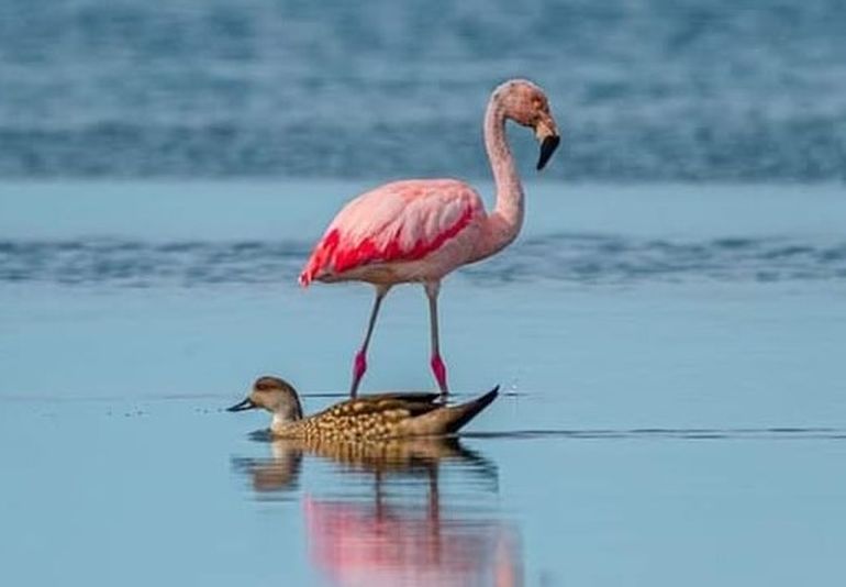 Chubut: los flamencos australes llegan a la costa a alimentarse. (Foto ilustrativa). Chubut: los flamencos australes llegan a la costa a alimentarse. (Foto ilustrativa).