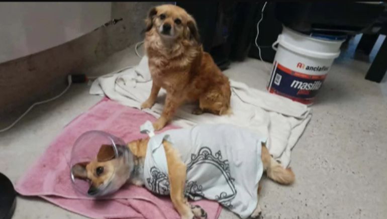 Lola y Mile, las perritas de la calle que fueron rescatadas por una vecina tras el ataque de la jauría en Río Gallegos. Lola y Mile, las perritas de la calle que fueron rescatadas por una vecina tras el ataque de la jauría en Río Gallegos.