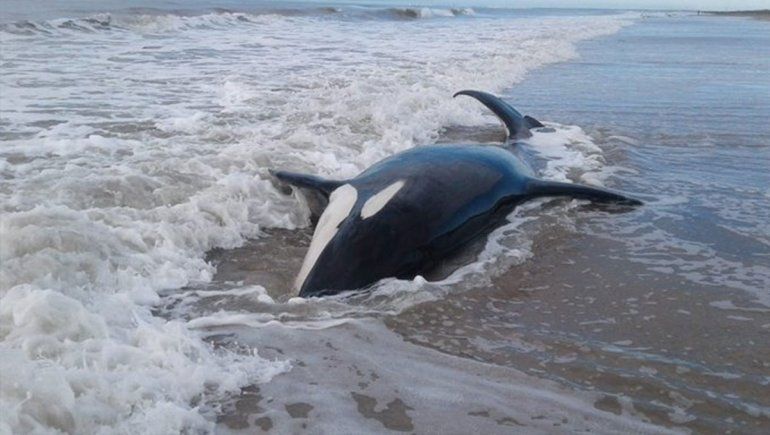 Intentan rescatar a siete orcas que aparecieron varadas en la costa de Mar Chiquita