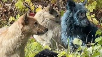 Los perros con pelaje azul fueron avistados cerca de la planta nuclear de Chernobyl, generando sorpresa entre los cuidadores. Los perros con pelaje azul fueron avistados cerca de la planta nuclear de Chernobyl, generando sorpresa entre los cuidadores.
