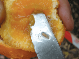 La regón de la Patagonia es libre de Mosca de los Frutos. La regón de la Patagonia es libre de Mosca de los Frutos.