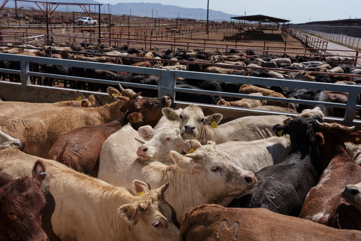 Los menores niveles de faena hicieron saltar los precios de la carne en Estados Unidos.