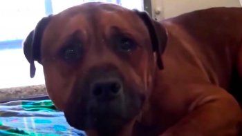 el video viral del perro que llora porque lo abandonaron el video viral del perro que llora porque lo abandonaron