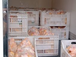 Aumenta la producción de pollos parrilleros en distintos puntos de la provincia de Neuquén. Aumenta la producción de pollos parrilleros en distintos puntos de la provincia de Neuquén.