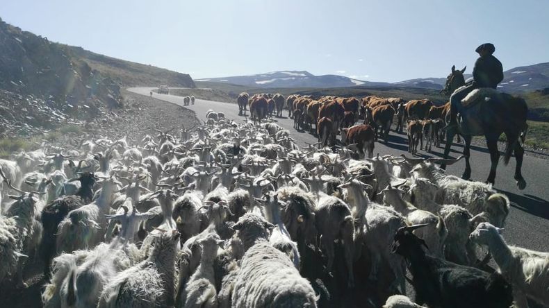 La trashumancia es un tipo de pastoreo en continuo movimiento.