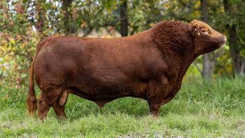 Palermo es el mundial de las vacas pata todos los cabañeros.
