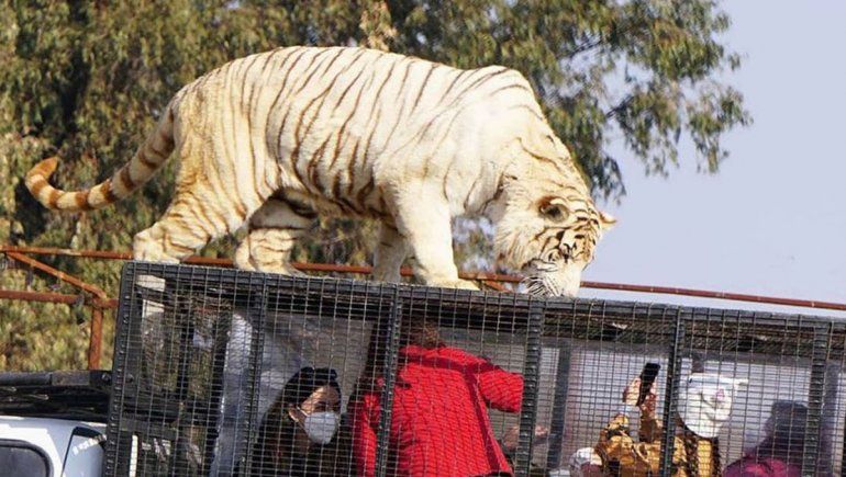 Chile: un tigre se escapó de su jaula y mató a una joven