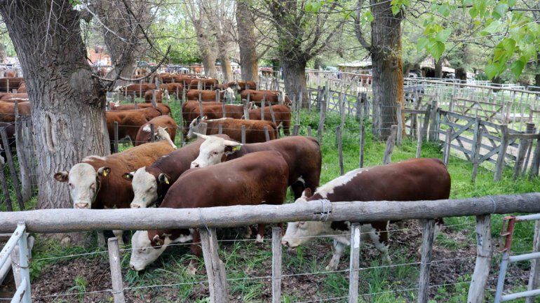 Hasta el domingo se puede disfrutar la Exposición de Bovinos
