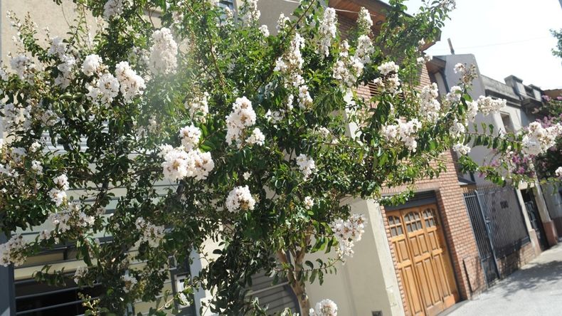 Conoce el Crespón, un árbol ideal para veredas angostas y patios pequeños | LM Neuquen Conoce el Crespón, un árbol ideal para veredas angostas y patios pequeños