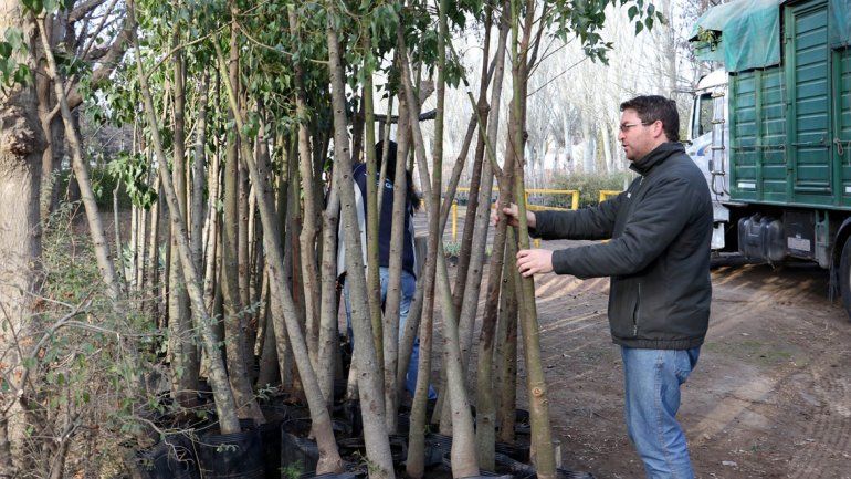 Plantarán 7000 árboles más en la capital neuquina