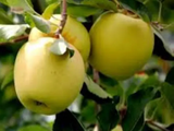 La&nbsp; producción de la variedad Golden Delicious en la de mayor volumen en el viejo continente.