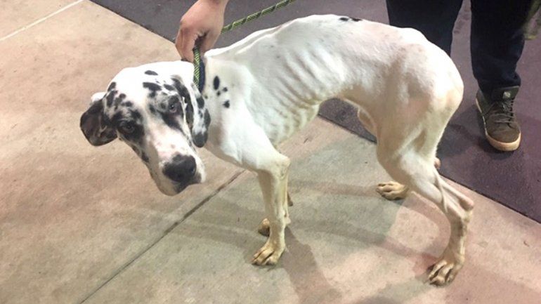 Lo acusaron de maltrato animal y se quitó la vida