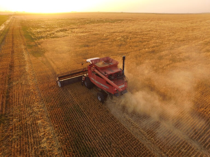 El cultivo de plantas modificadas genéticamente consume muchos recursos. Foto: INTA. El cultivo de plantas modificadas genéticamente consume muchos recursos. Foto: INTA.