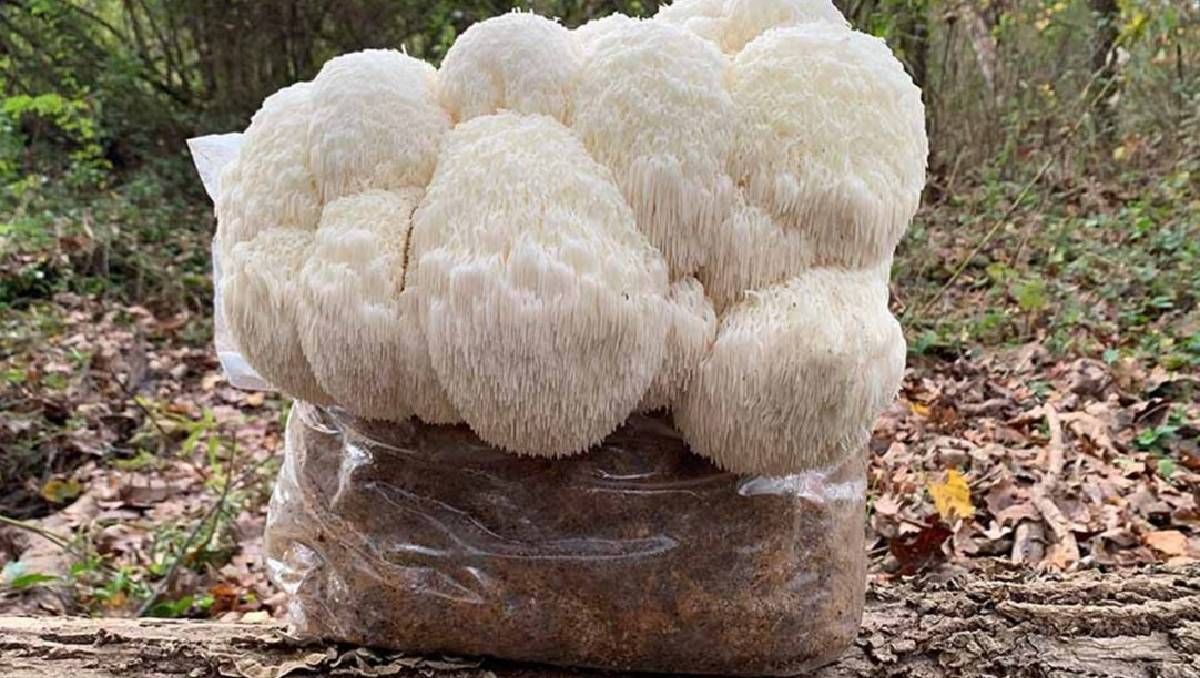 La melena de león es un hongo que se cultiva y se comercializa. Pero el laboratorio no estaba autorizado.