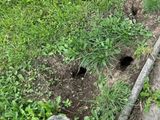 Fotos impactantes: encontraron ratas del tamaño de un gato y temen una plaga