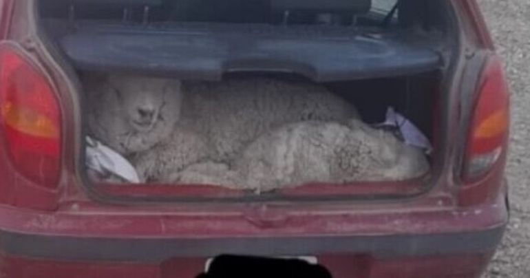 Las dos ovejas tenían marcas identificatorias. Fueron decomisadas, junto a una carabina que los detenidos llevaban en el asiento trasero. Las dos ovejas tenían marcas identificatorias. Fueron decomisadas, junto a una carabina que los detenidos llevaban en el asiento trasero. 