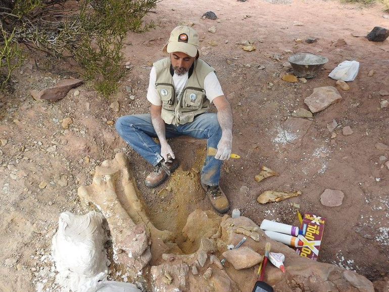 Investigan si las fracturas que sufrían los dinos eran por el movimiento al copular