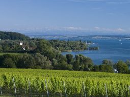 Parte importante de la producción de manzanas de Alemania se encuentre a orillas del río Elba. Parte importante de la producción de manzanas de Alemania se encuentre a orillas del río Elba.