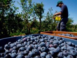 Un estudio pionero ofrece nuevas herramientas para mejorar el rendimiento y la calidad del arándano en el Nordeste Argentino. Un estudio pionero ofrece nuevas herramientas para mejorar el rendimiento y la calidad del arándano en el Nordeste Argentino.