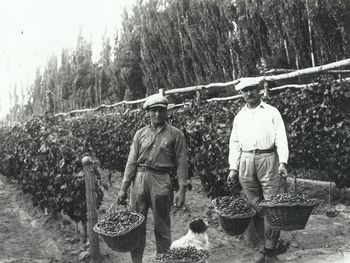 ¡Buen viñedo, buena cosecha! Foto: Archivo Cabus Trenes.
