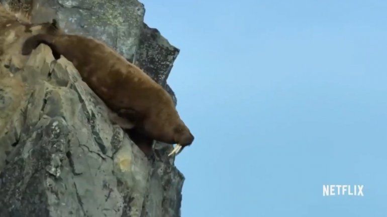 El viral de Our Planet que hace un llamado a salvar el mundo natural