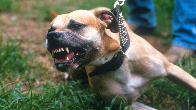 El animal suele atacar: su dueño ya tiene seis denuncias en su contra.